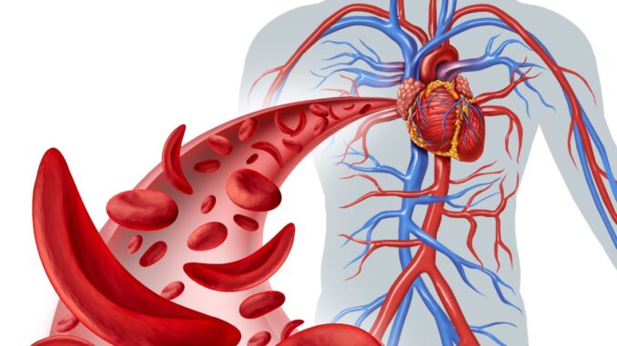 maladies cardiaques voici le secret pour améliorer votre circulation !